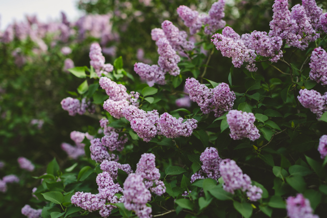 photo of spring lilac flowers
