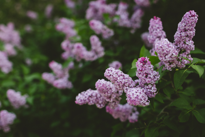 natural light photo of purple lilac flowers