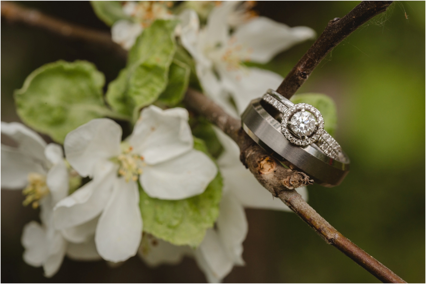 diamond ring on a cherry blossom tree photo
