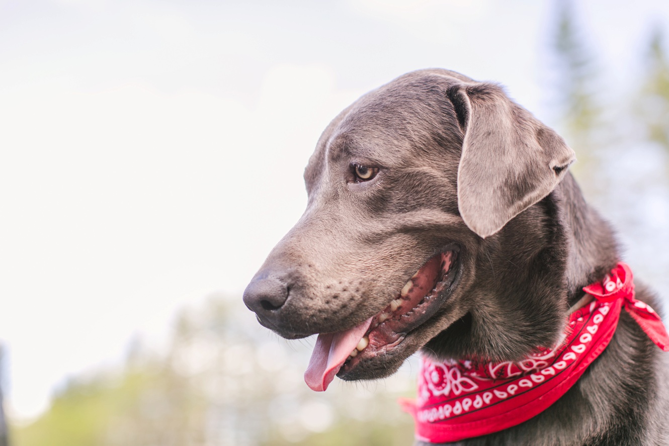 silver lab dog photo with bandana