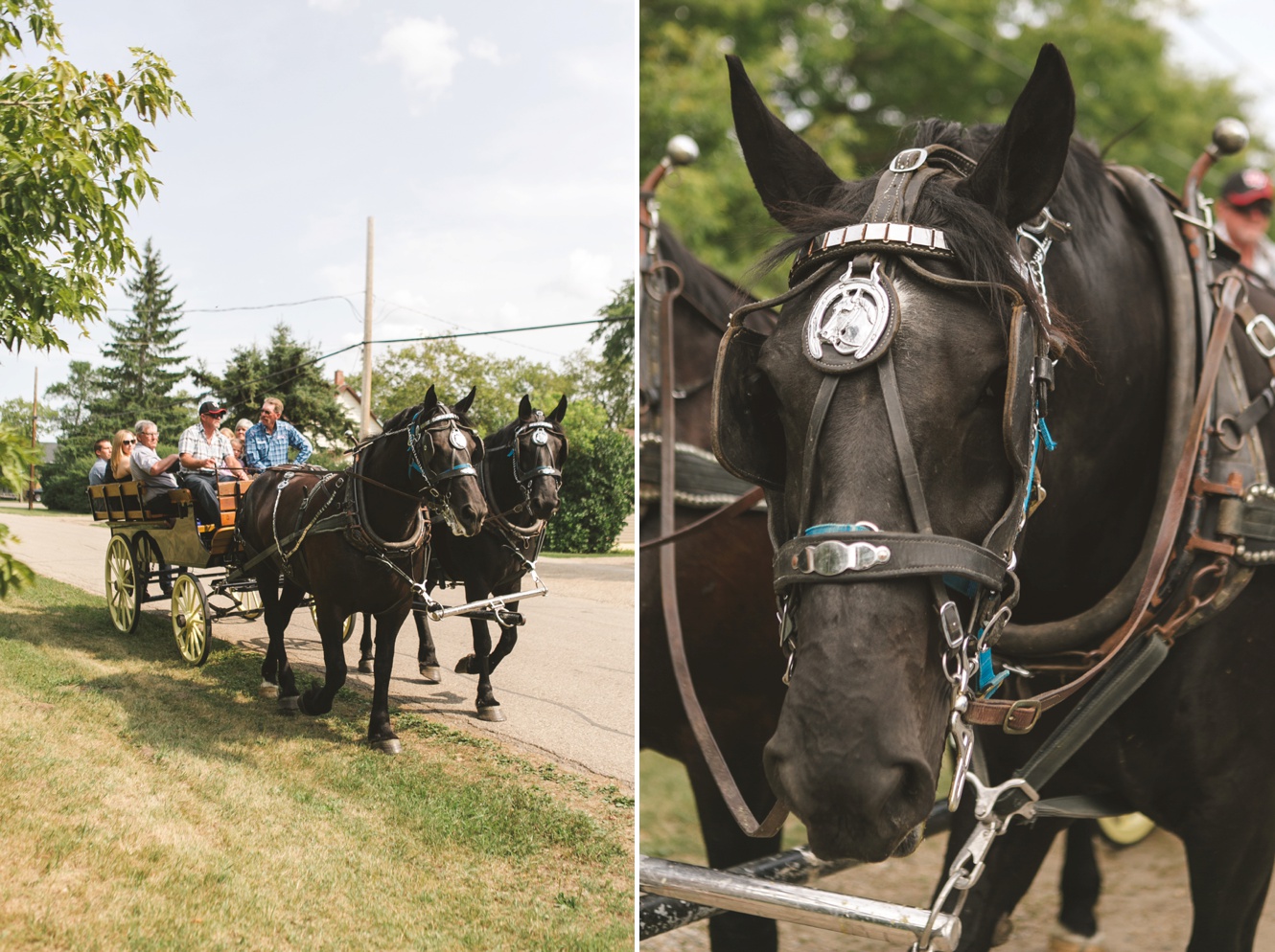 horse and carriage take guests to wedding venue photo