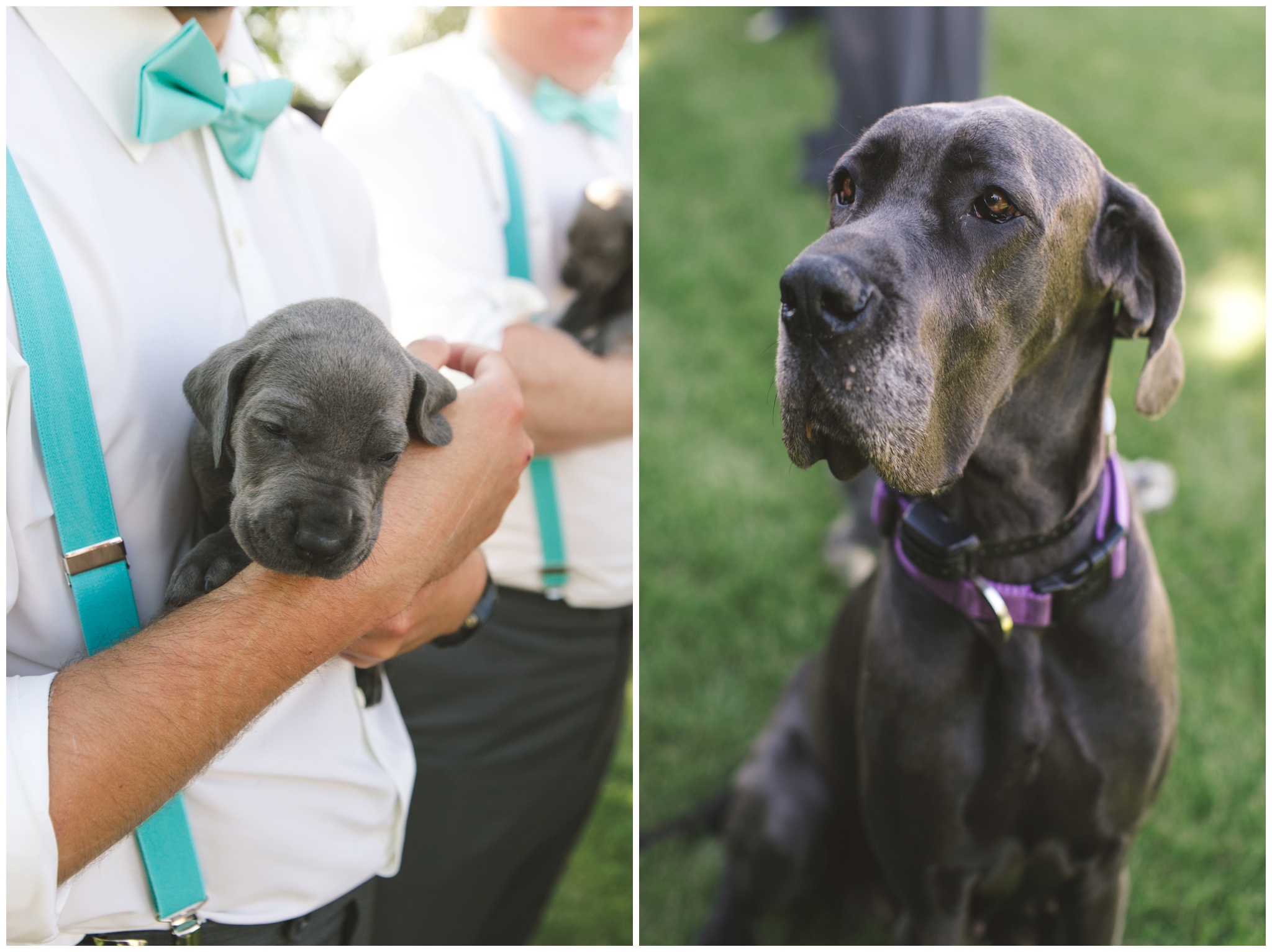 Puppies at wedding photo
