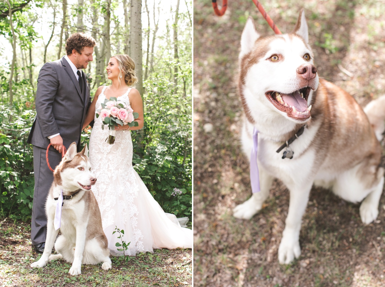 dog at wedding photo