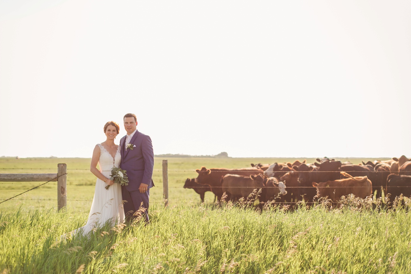 Wedding photos with cattle