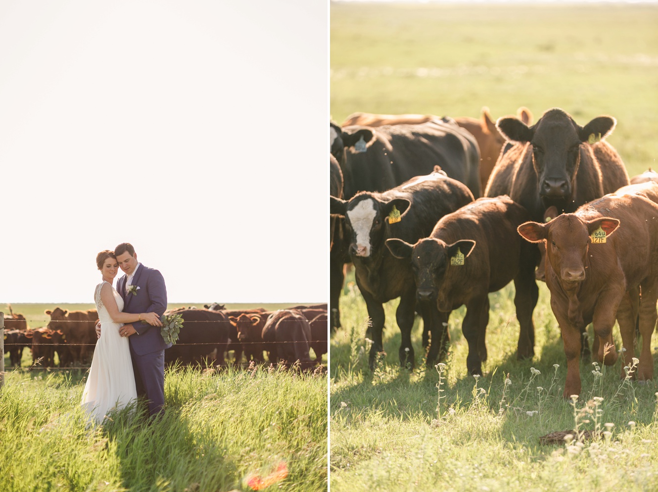 Wedding photos with cows
