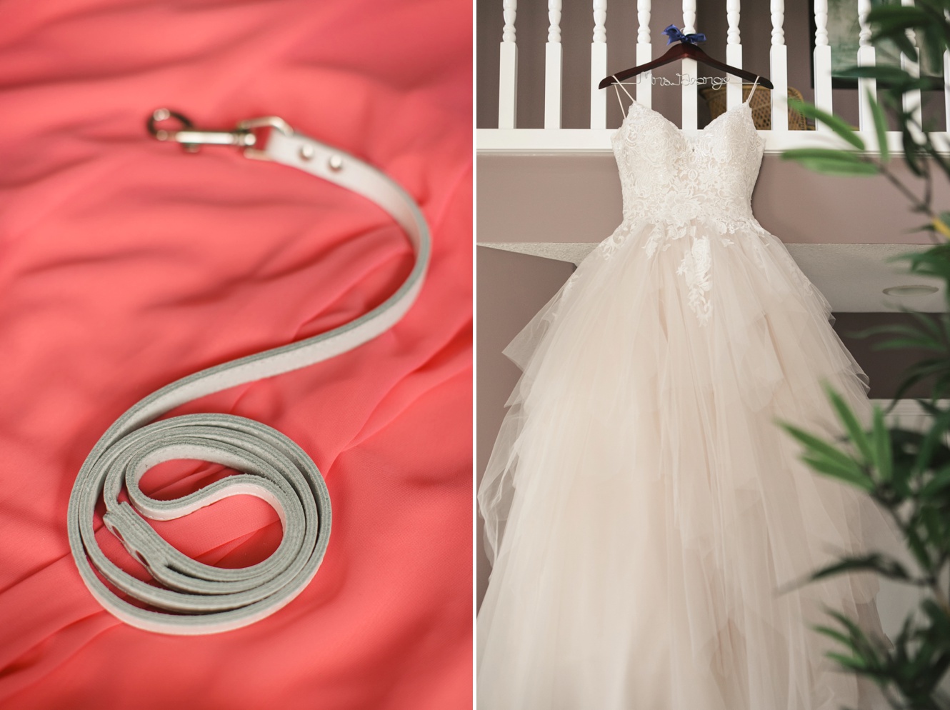 White dog collar for wedding photo