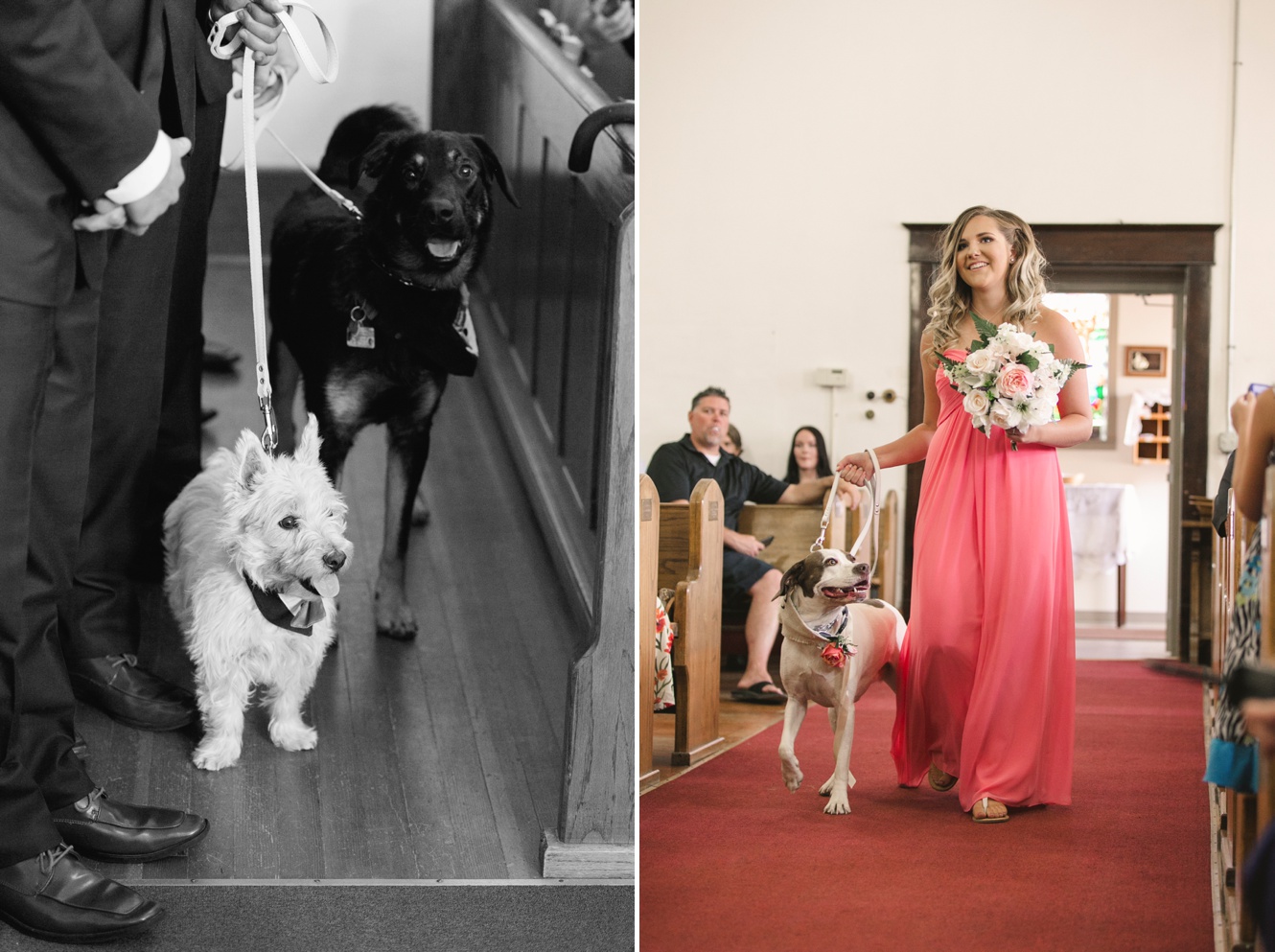 Tips for having your dog at your wedding photo