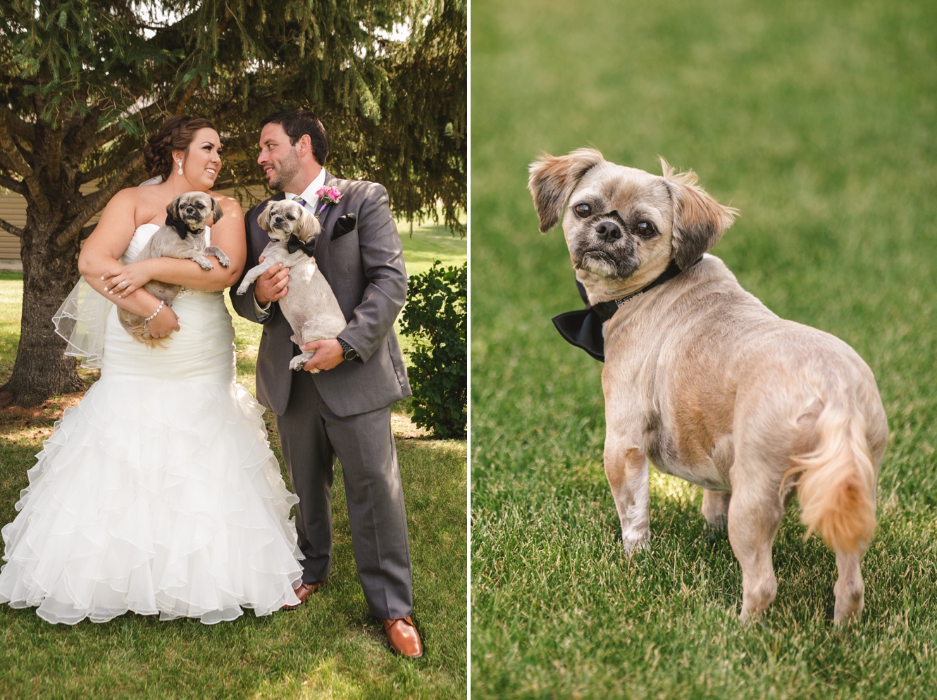 Pets at wedding ideas photo