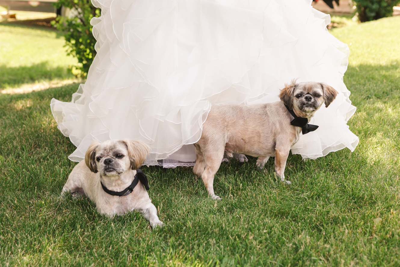 Pets at wedding photo