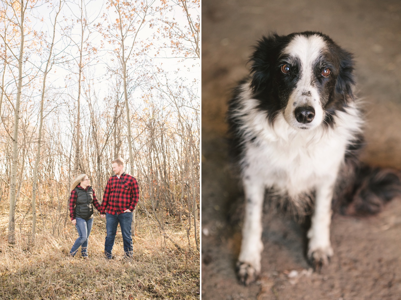 Tips for dog at engagement photo