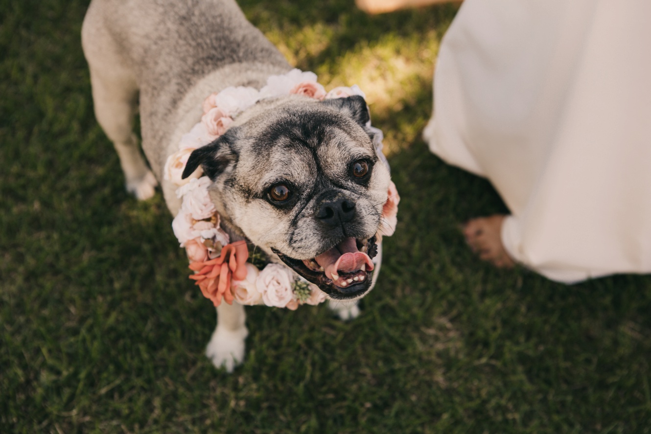 pug at wedding