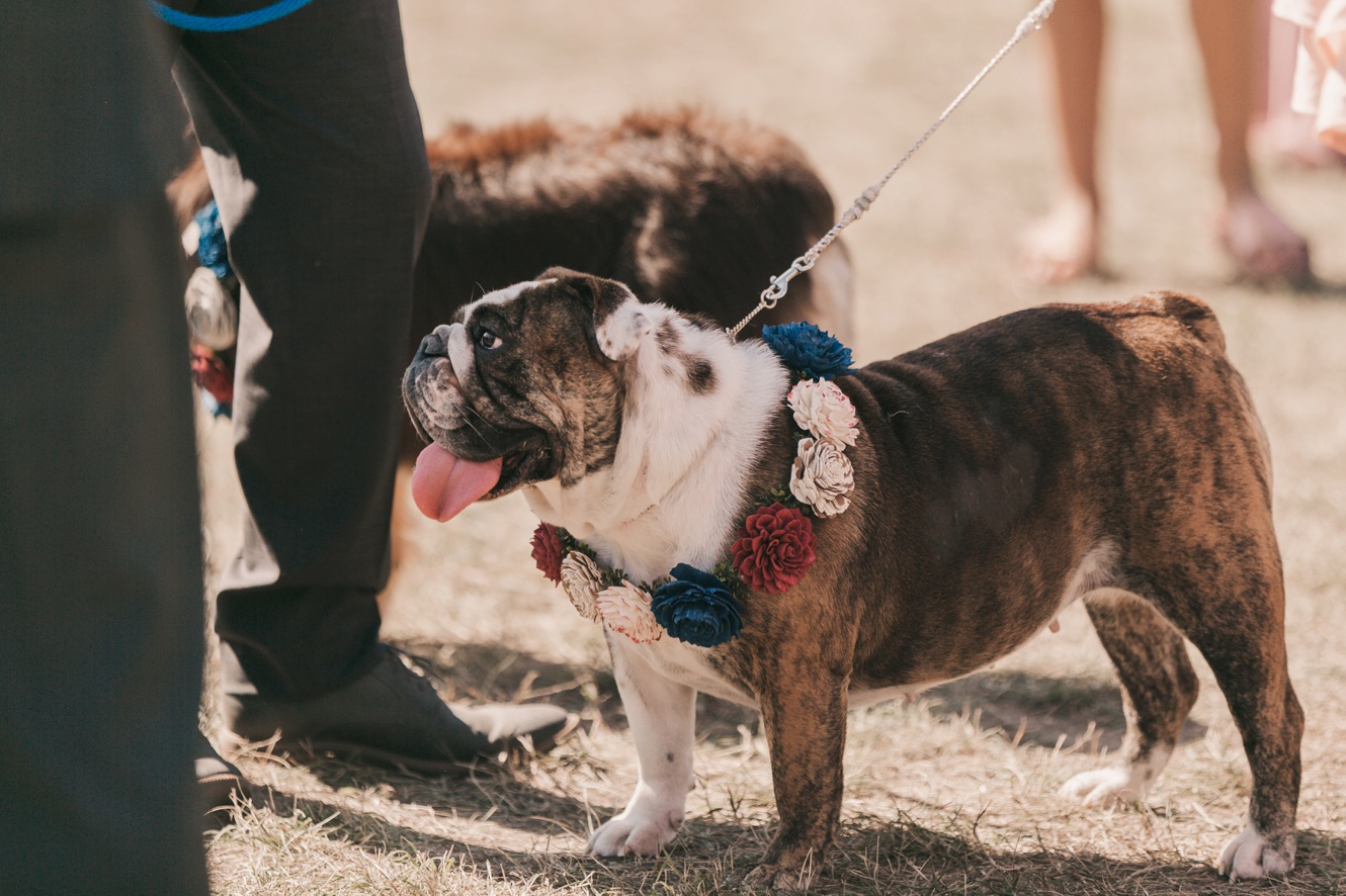 Fall Wedding Ceremony at Boundary Dam featuring a Confetti Exit and a Cute Cameo From the Couple’s Bulldog