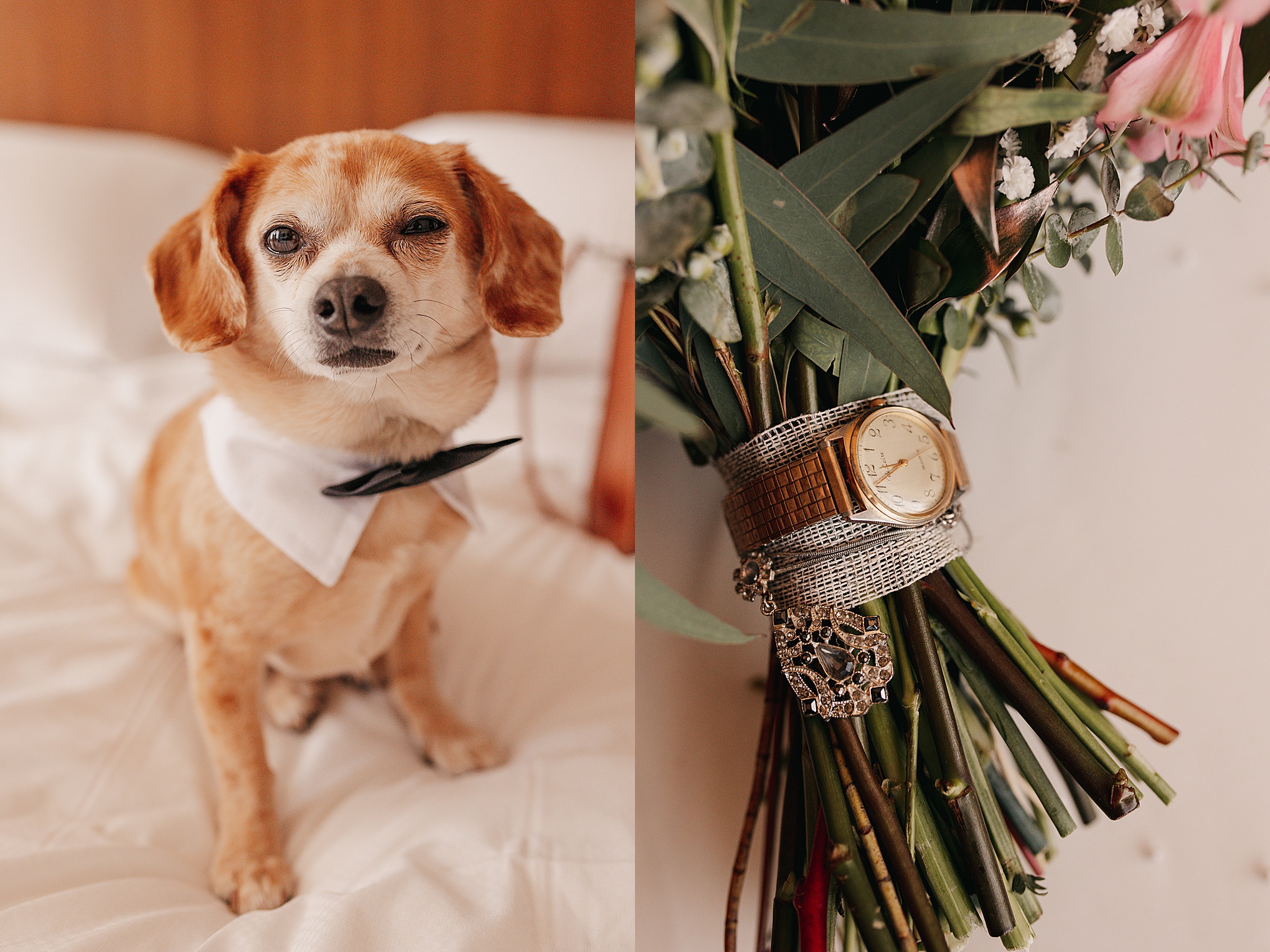 wedding dog photo