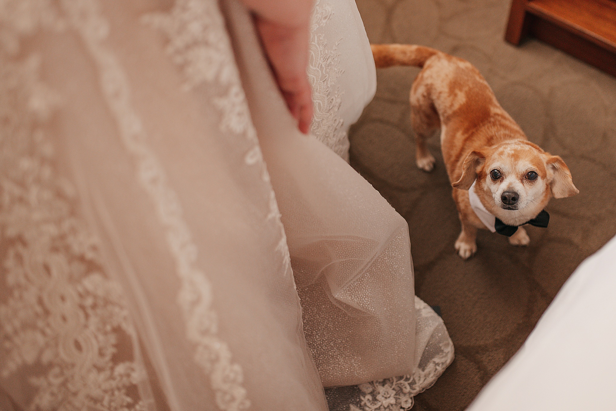 Tips for dogs on wedding days