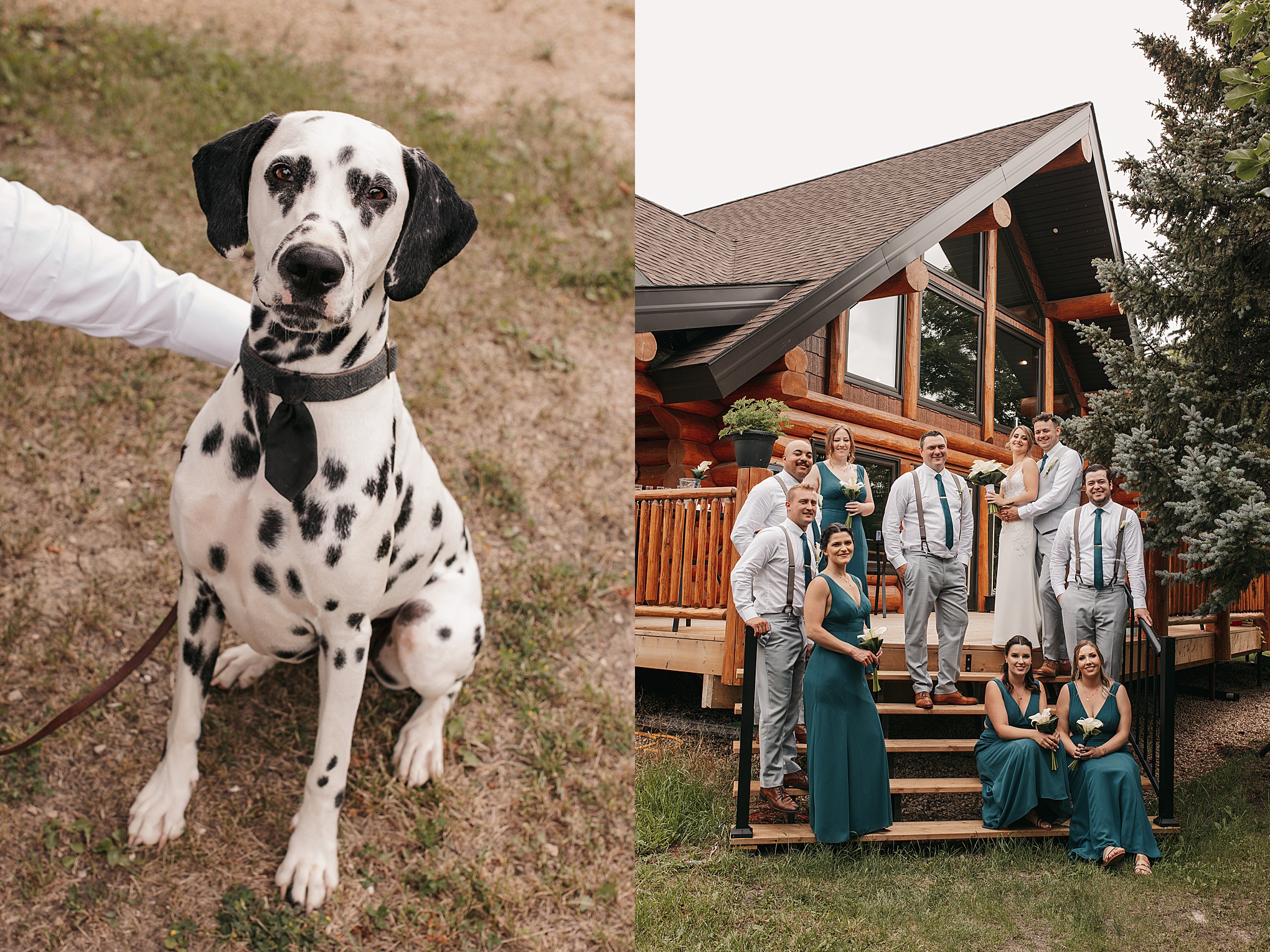 Dalmation dog wedding photo
